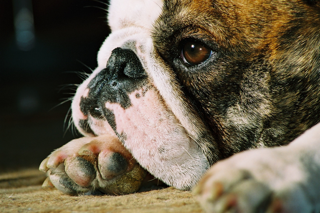 Bulldog francés muere sofocado en un vuelo de United Airlines.
