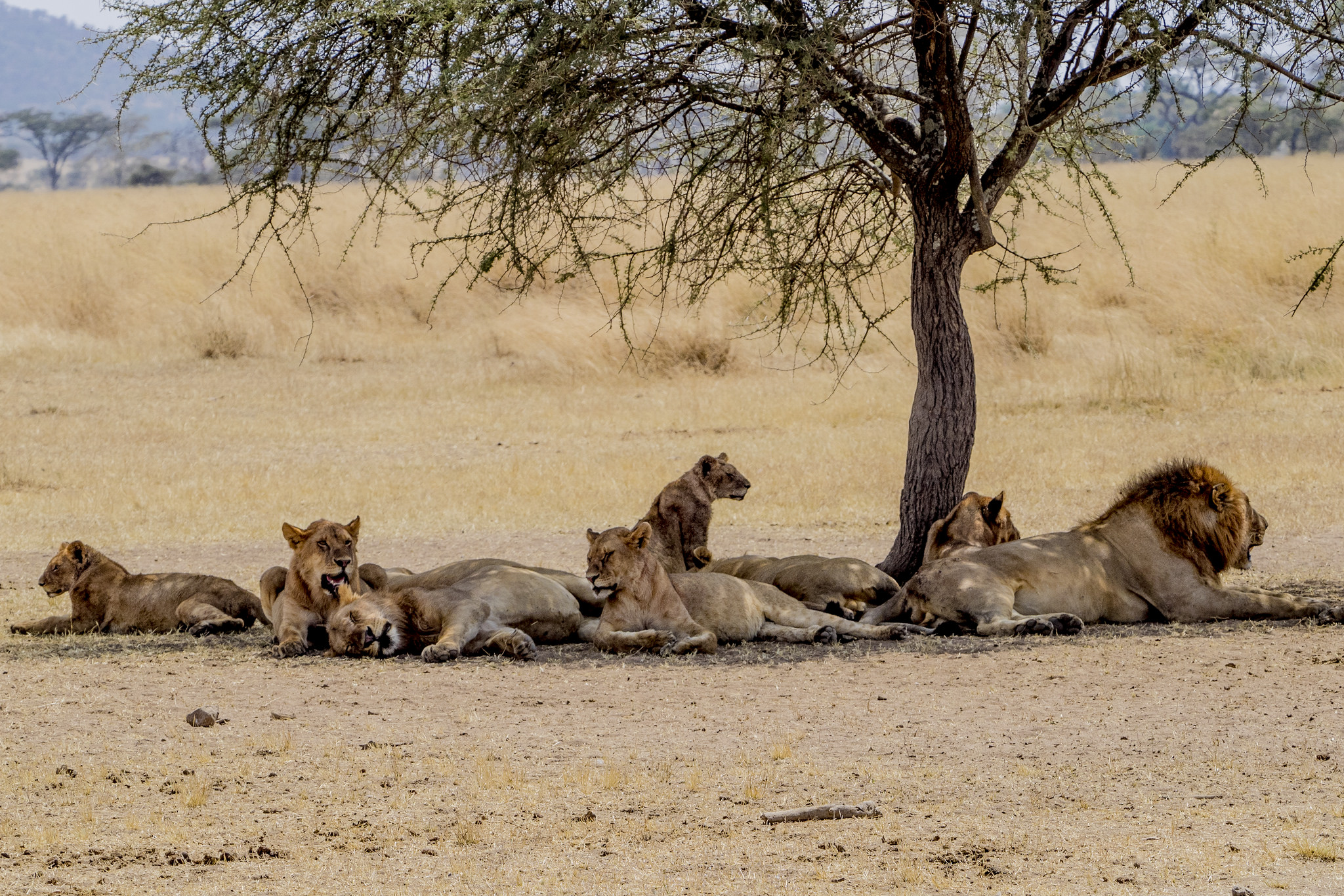 En el Masai Mara hay más de 95 especies de mamíferos y 500 de aves