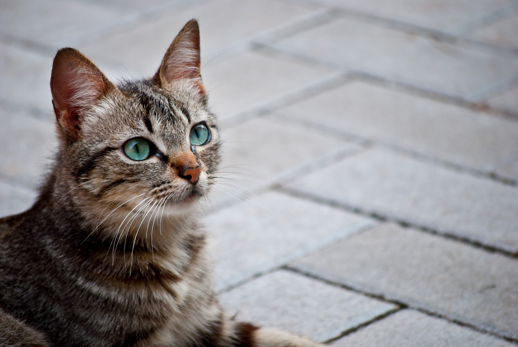Oferta de trabajo, cuida a 55 gatos en una isla griega