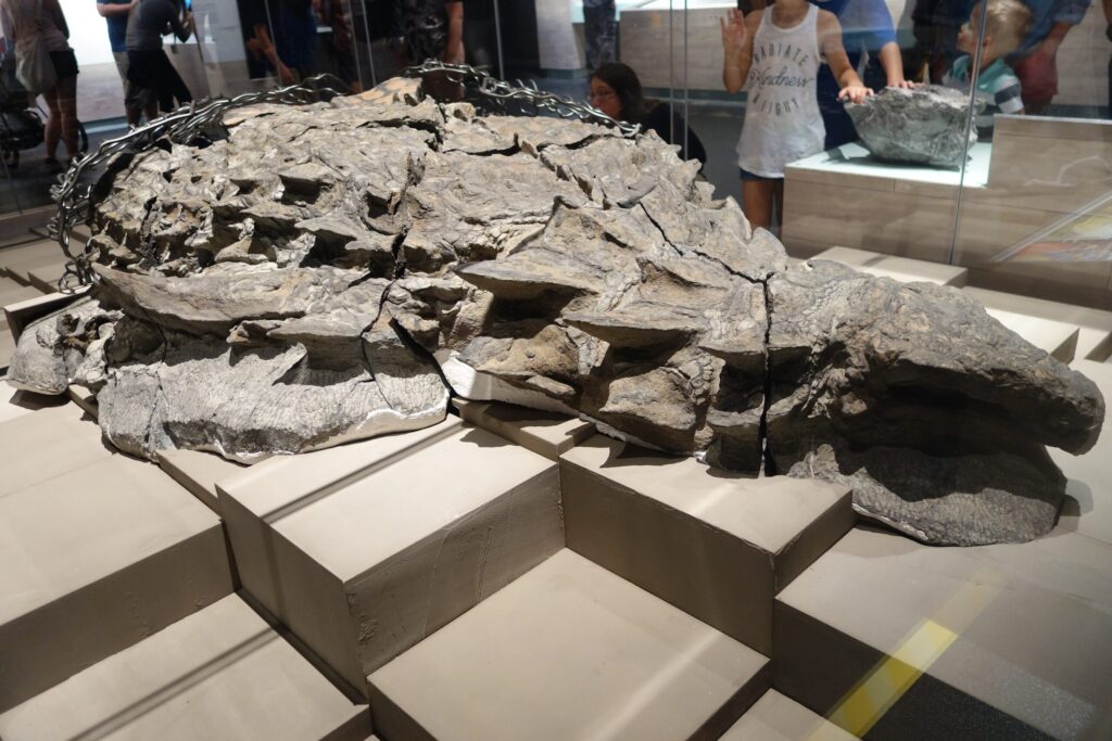 Nodosauriogos arqueológicos