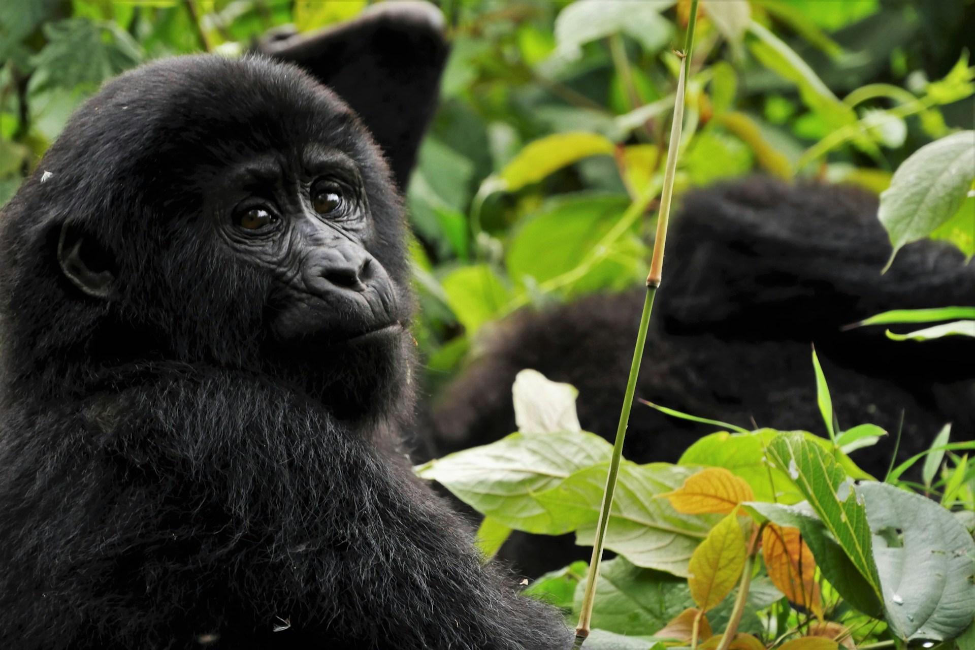 Parque Nacional de la Selva Impenetrable de Bwindi Parque Nacional de la Selva Impenetrable de Bwindi