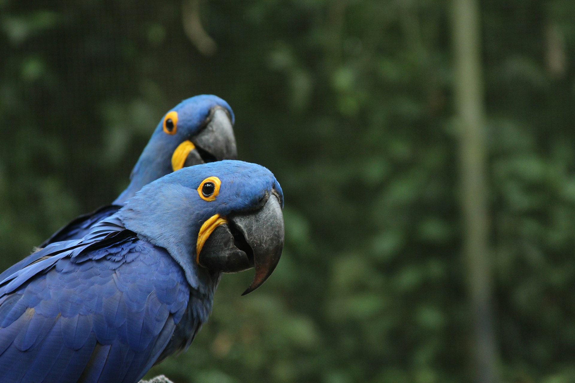 países-con-récords-del-mundo-brasil-biodiversidad países-con-récords-del-mundo-brasil-biodiversidad