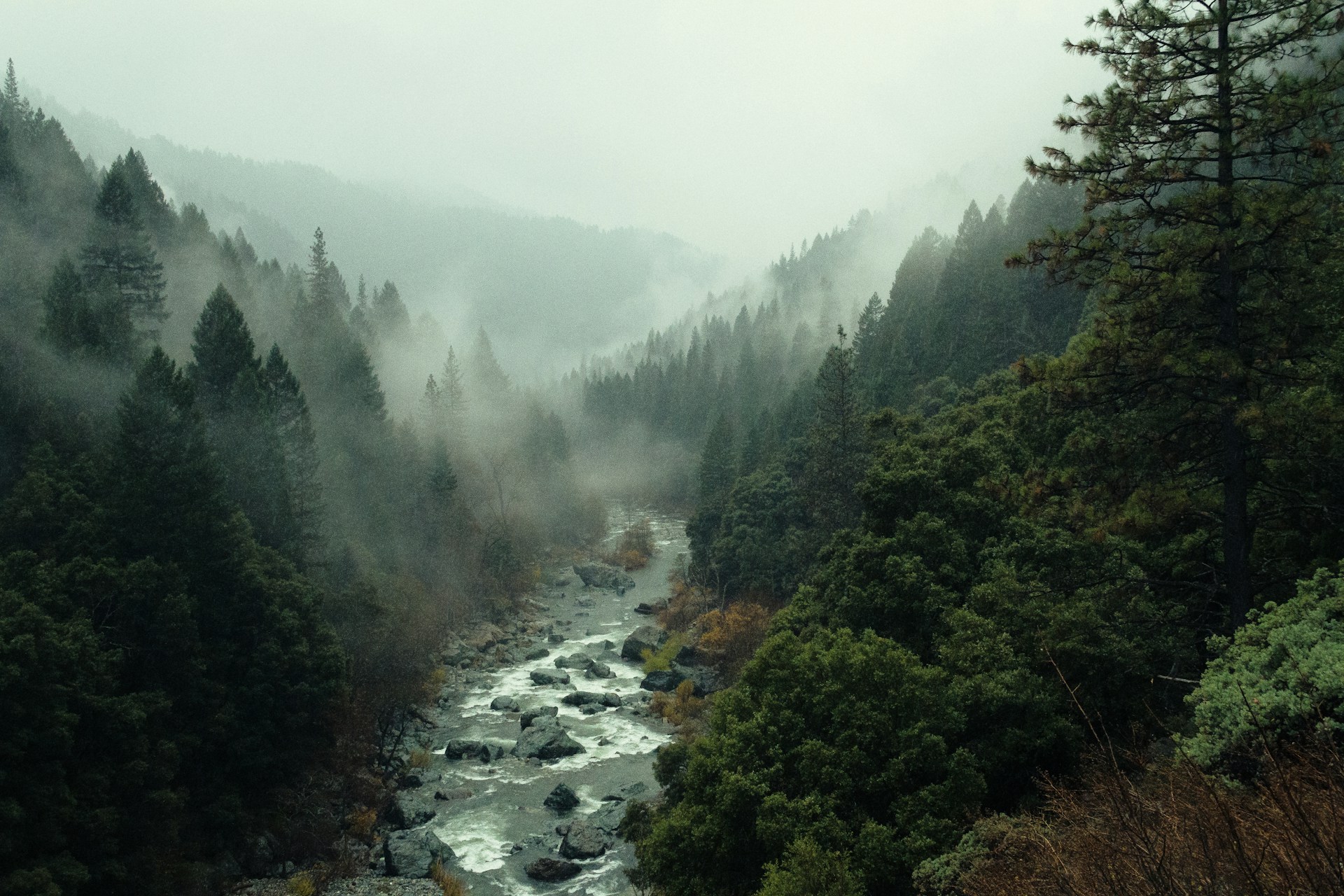 día-internacional-de-los-bosques-2026