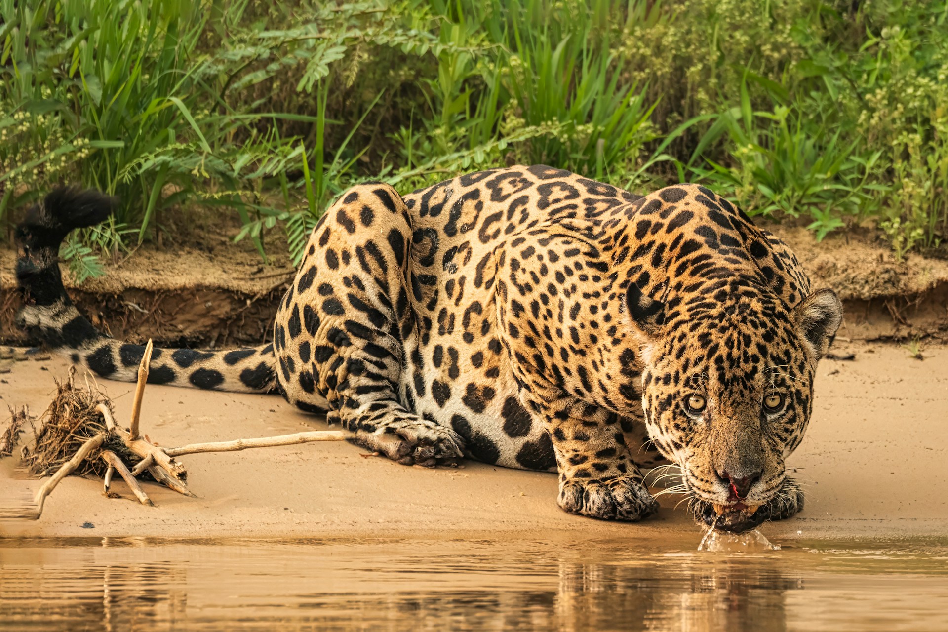 el-pantanal-refugios-de-la-naturaleza el-pantanal-refugios-de-la-naturaleza