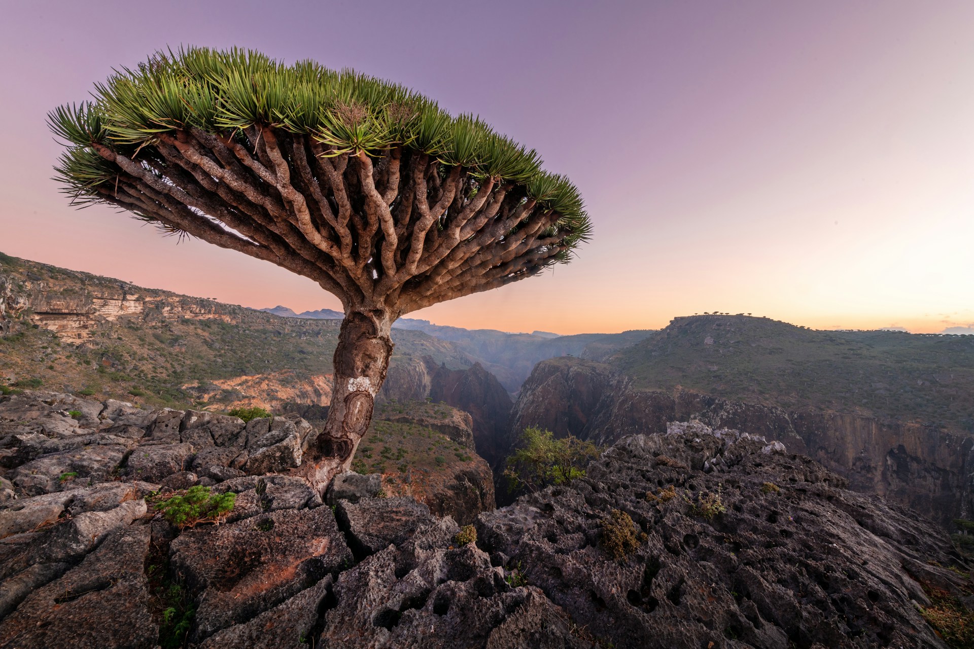 isla de socotra en yemen isla de socotra en yemen