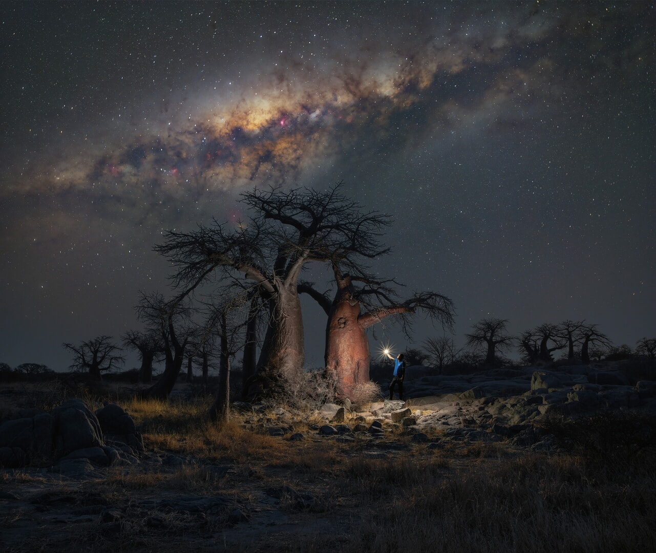 StefanoPellegrini-botswana-baobabs StefanoPellegrini-botswana-baobabs