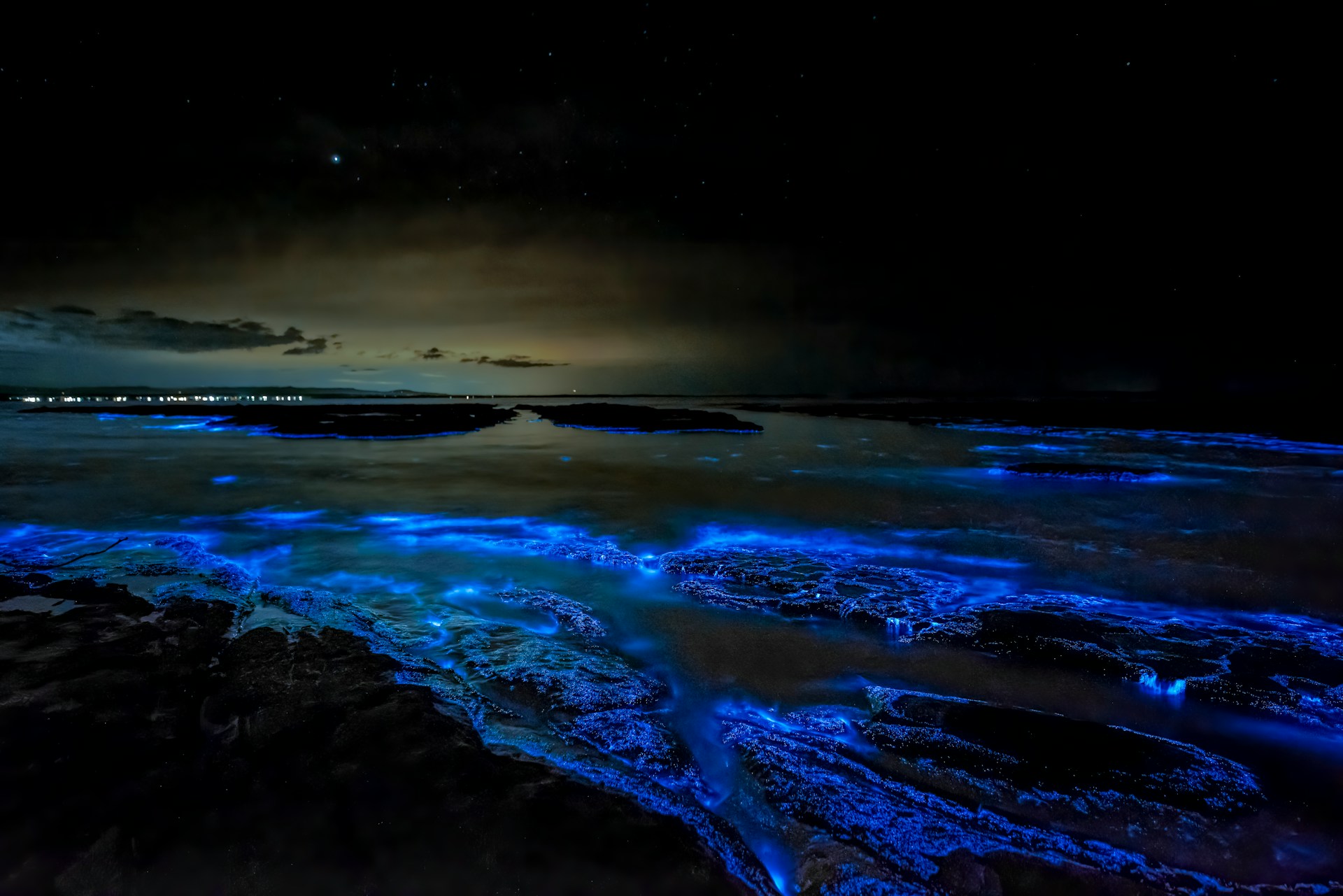nocturismo-bioluminiscencia nocturismo-bioluminiscencia