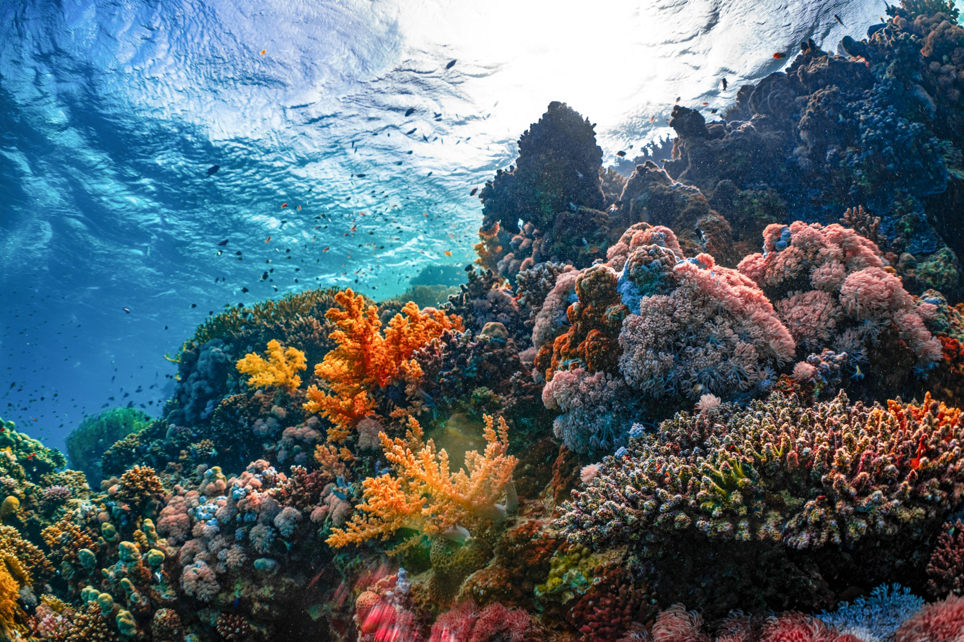arrecifes-de-coral-resilientes
