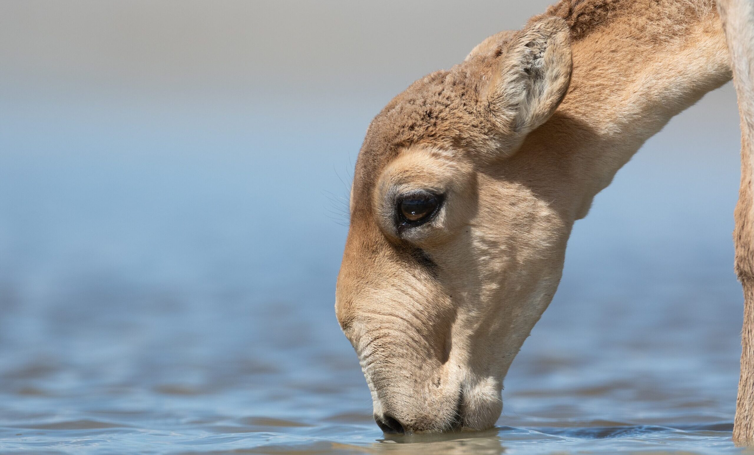 saiga-tatarica