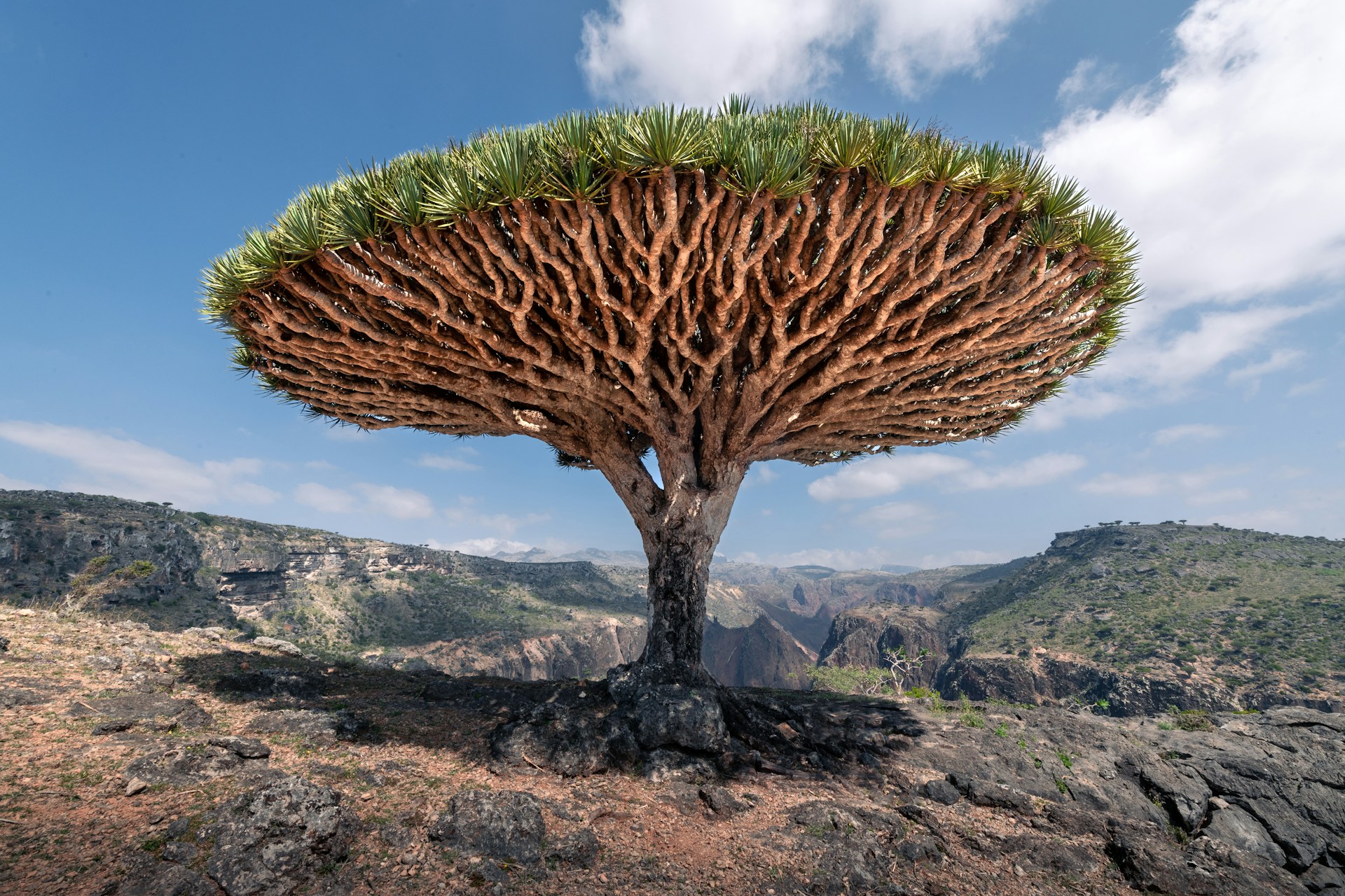 arbol-de-sangre-de-dragon-socotra arbol-de-sangre-de-dragon-socotra