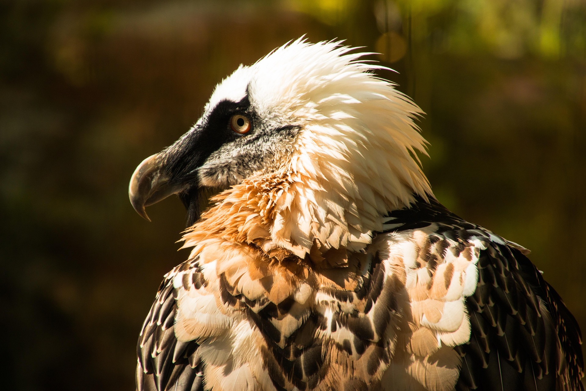 aves-con-comportamientos-extraños