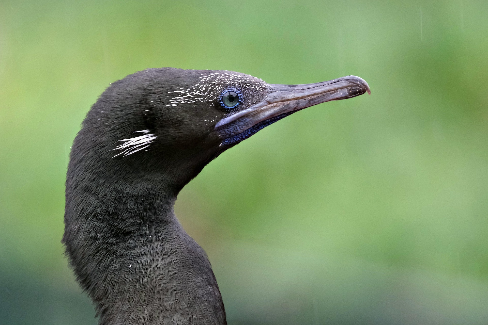 cormoran-de-socotra-especies-endemicas cormoran-de-socotra-especies-endemicas