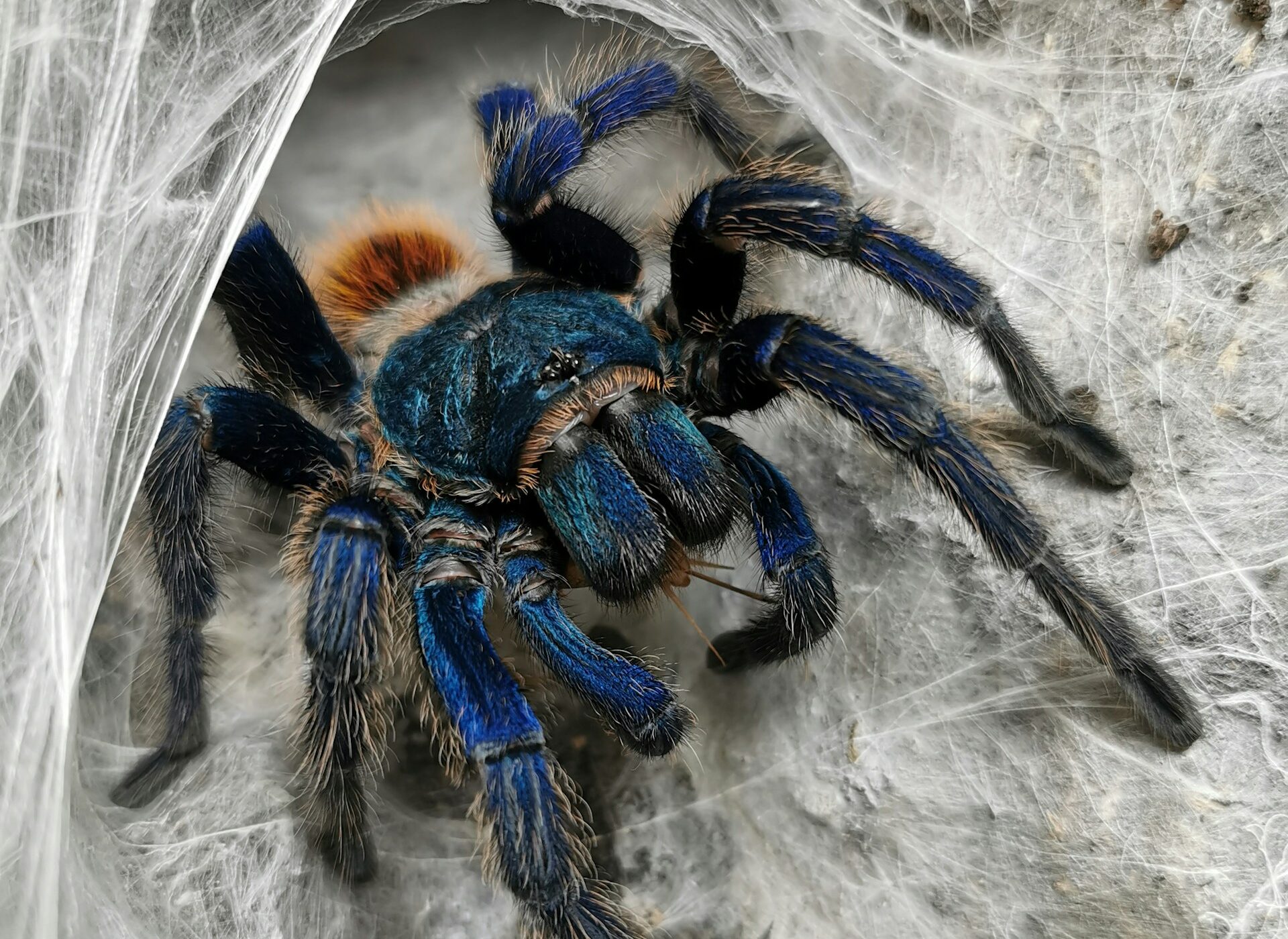 especies-endemica-de-socotra-tarantula-azul