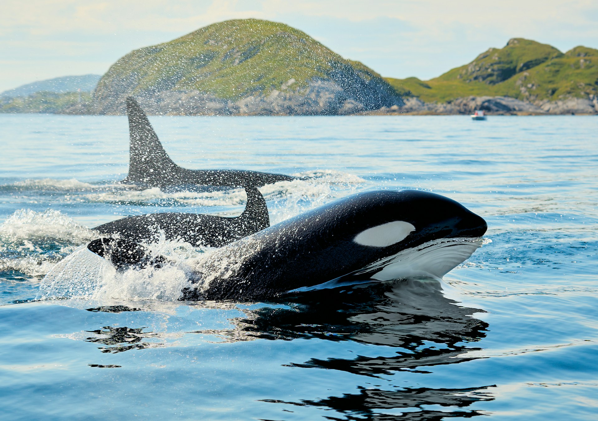 orcas ofrecen comida
