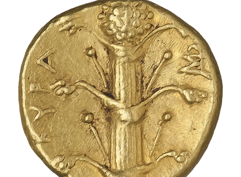 silflio-planta-roma