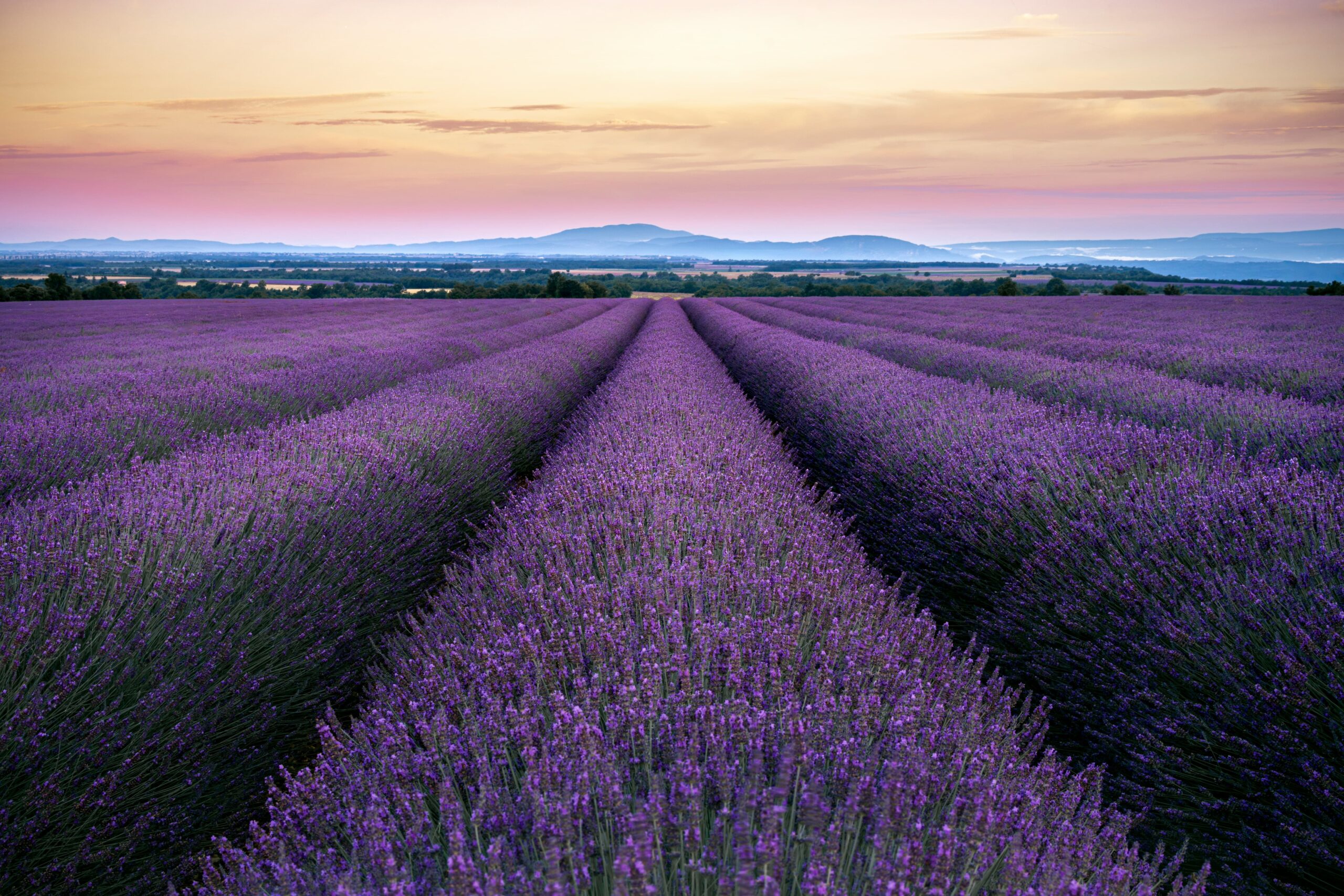 Atardecer dorado sobre los interminables campos de lavanda en la región francesa de la Alta Provenza.