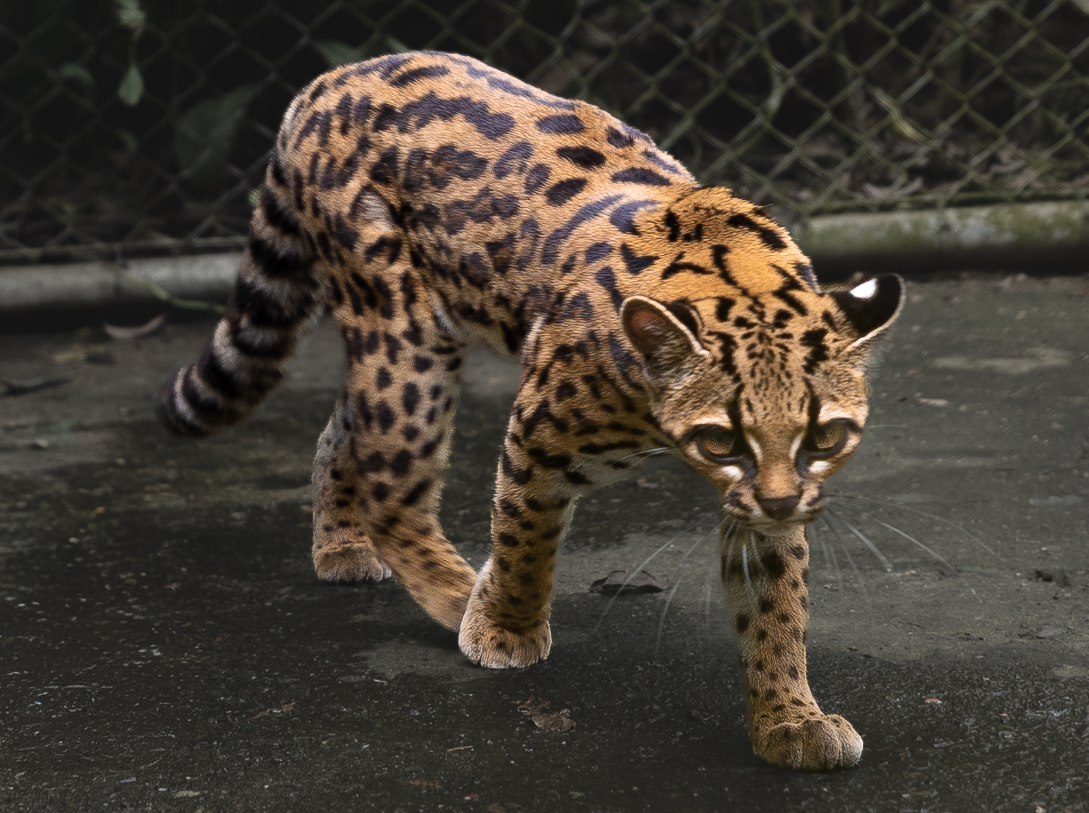 gato-tilcayo-bolivia