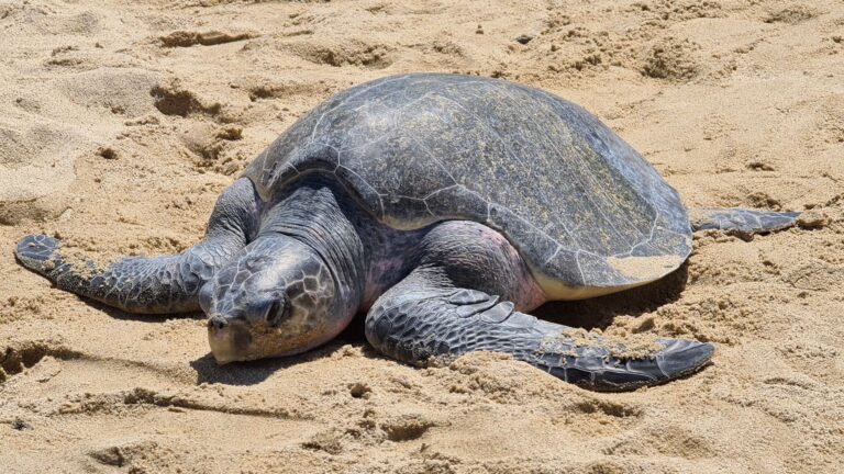tortuga marina en california