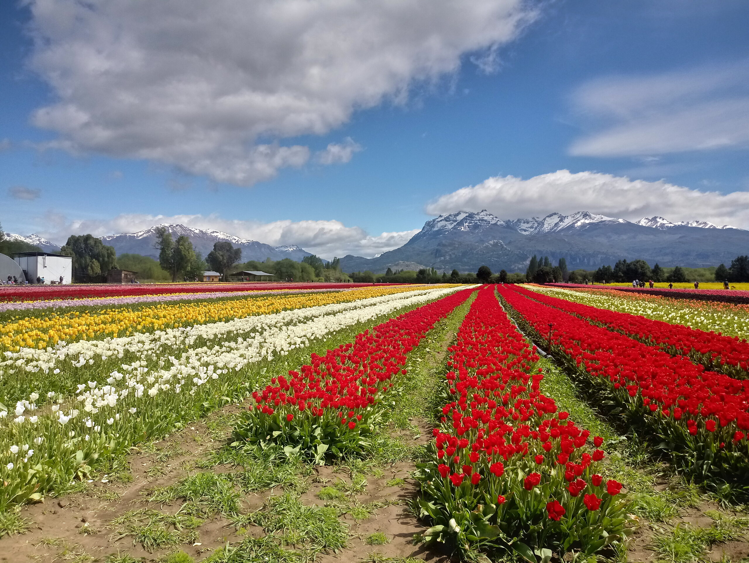 tulipanes-en-trevelin tulipanes-en-trevelin