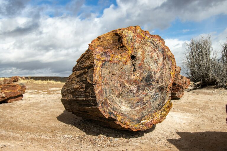 bosque-petrificado-de-arizona