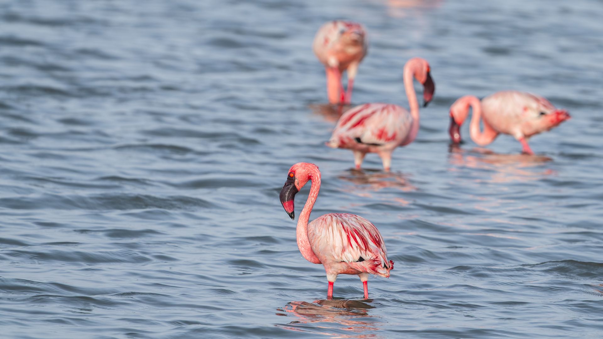 flamencos-en-el-lago-natrón-tanzania Flamencos en las aguas del lago Natrón, Tanzania