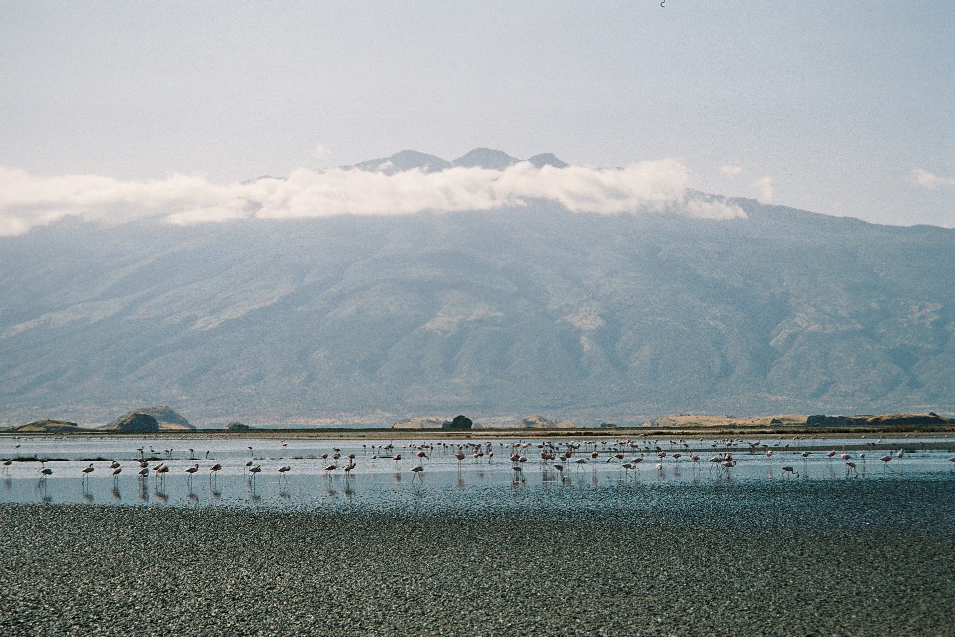 Orilla del lago Natrón con flamencos y montañas al fondo, Tanzania