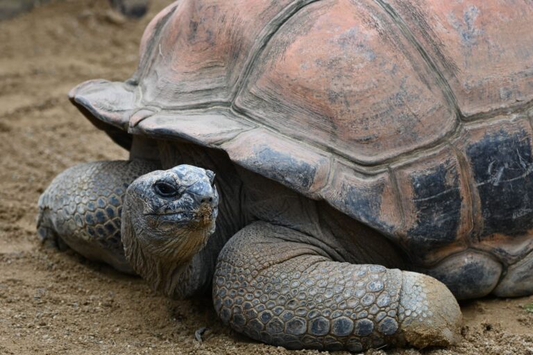 tortugas gigantes aldabra