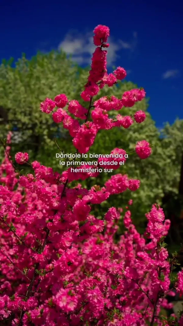 Los días más coloridos están llegando al hemisferio sur 🌸🌼🪻 #primavera #florecer