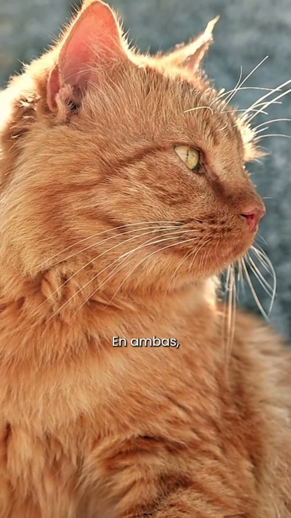 Aoshima y Tashirojima: las islas donde los gatos reemplazaron a los humanos